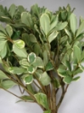 PITT-VARIAGATED GROWER BUNCH 